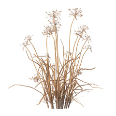 dry grass isolated on transparent background. close up dry grass with leaves PNG. Isolated dry grass on white background. side view of cutout dry grass. transparent dry grass.