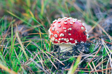 Young Amanita Muscaria, Known as the Fly Agaric or Fly Amanita: Healing and Medicinal Mushroom with Red Cap Growing in Forest. Can Be Used for Micro Dosing, Spiritual Practices and Shaman Rituals