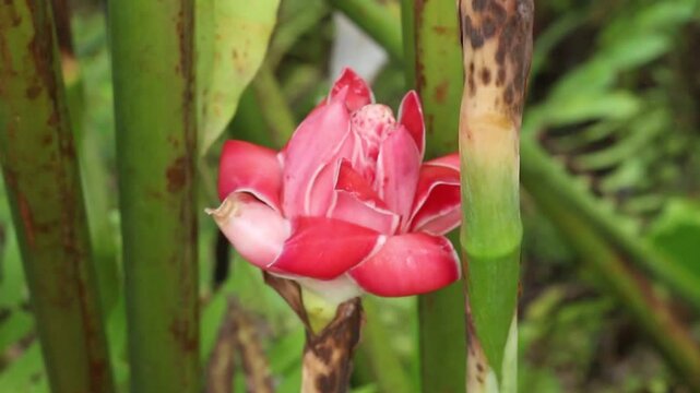 Kecombrang flower or Etlingera elatior, tropical flower