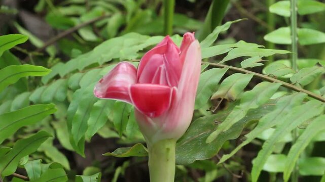 Kecombrang flower or Etlingera elatior, tropical flower