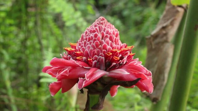 Kecombrang flower or Etlingera elatior, tropical flower
