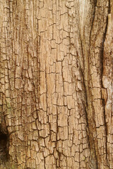 Texture or background of light colored natural wood texture The surface of the tree trunk is thick with bark cracks.