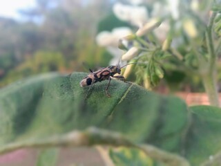 Fototapeta premium ladybug pest of fruit plants