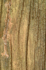 Texture or background of light colored natural wood texture, The surface of the tree trunk is thick with bark cracks. Wall of building.