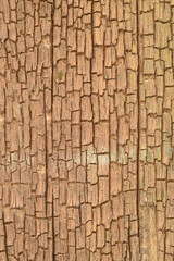 Texture or background of light colored natural wood texture The surface of the tree trunk is thick with bark cracks.