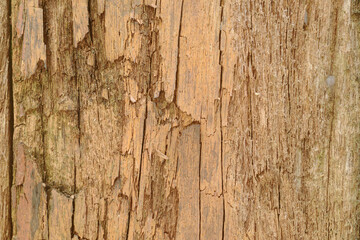 Texture or background of light colored natural wood texture, The surface of the tree trunk is thick with bark cracks. Wall of building.