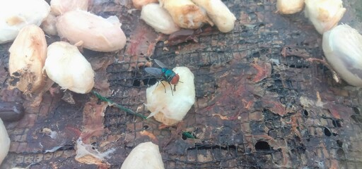 Green flies land on cocoa pods