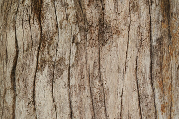 Texture or background of light colored natural wood texture The surface of the tree trunk is thick with bark cracks.