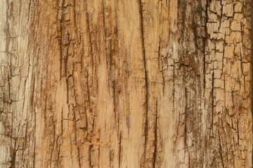 Texture or background of light colored natural wood texture The surface of the tree trunk is thick with bark cracks.