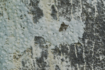 Texture or background of cement wall, abstract gray concrete texture background for showing, concrete texture, plaster, stucco wall.