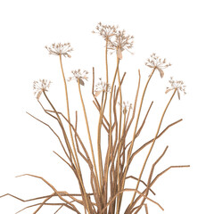 dry grass isolated on transparent background. close up dry grass with leaves PNG. Isolated dry grass on white background. side view of cutout dry grass. transparent dry grass.