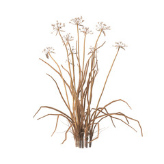 dry grass isolated on transparent background. close up dry grass with leaves PNG. Isolated dry grass on white background. side view of cutout dry grass. transparent dry grass.