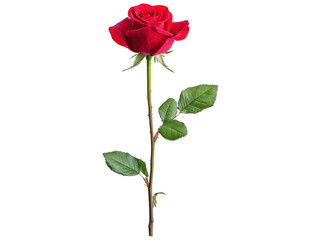 Elegant Red Rose on Transparent Background for Floral Design, Love Symbolism, Romantic Gift, Wedding Decoration, or Nature-Inspired Artwork