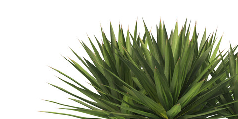 Single agave plant isolated on transparent background. close up agave plant with green leaves PNG. Isolated agave plant on transparent background. cutout Agave cactus plant transparent PNG.
