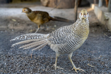 Close-up of a pheasant standing on gravel ground with another pheasant in the background. Outdoor wildlife photography in natural habitat.
