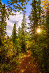 Fototapeta premium Sunlight Walkway Through A Lush Fall Forest