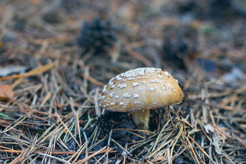 Amanita Pantherina, Known as the Panther Cap, False Blusher and Panther Amanita: Healing and...