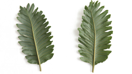 Tropical Green Leaves on a Transparent Background Generative AI