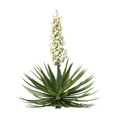 Single agave plant isolated on transparent background. close up agave plant with green leaves PNG....