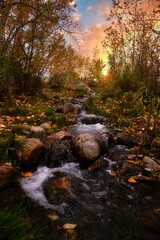 Stream In An Autumn Forest