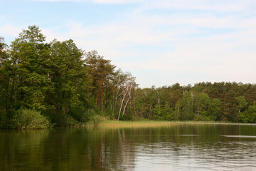 Lake and coniferous forest