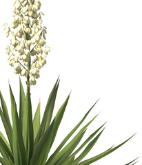 Single agave plant isolated on transparent background. close up agave plant with green leaves PNG. Isolated agave plant on transparent background. cutout Agave cactus plant transparent PNG.