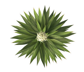 Single agave plant isolated on transparent background. close up agave plant with green leaves PNG. Isolated agave plant on transparent background. cutout Agave cactus plant transparent PNG.