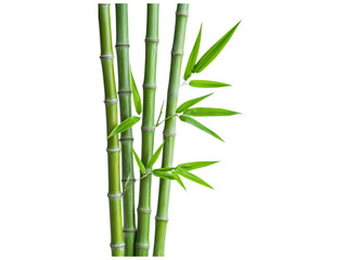 Fototapeta premium Lush Green Bamboo Stalks with Vibrant Leaves on a Transparent Background for Nature and Eco-Friendly Themes
