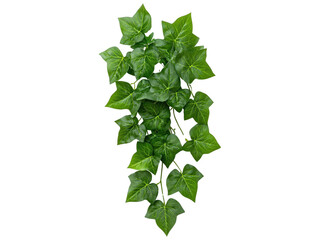 Fototapeta premium Lush Green Ivy Leaves with Vibrant Color on Transparent Background for Creative Design, Textile, and Advertising Applications