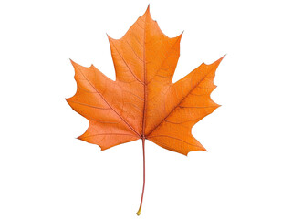 Fototapeta premium Vibrant Orange Maple Leaf on a Transparent Background Perfect for Seasonal Decor, Nature Themes, or Graphic Design Projects