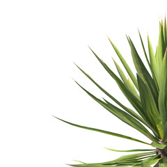 Single agave plant isolated on transparent background. close up agave plant with green leaves PNG. Isolated agave plant on transparent background. cutout Agave cactus plant transparent PNG.