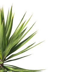 Single agave plant isolated on transparent background. close up agave plant with green leaves PNG....