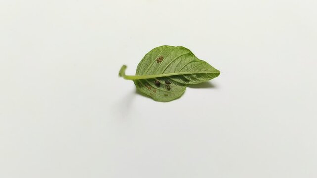 aphids and ants on spinach leaves on a white background. they have a mutualistic symbiotic relationship
