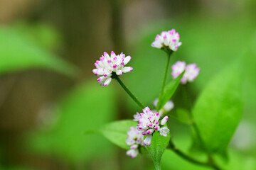 ミゾソバの小さい花