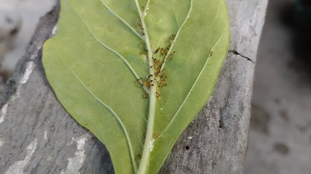 aphids and ants on chili leaves with a cement floor as a back ground.