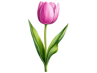 Fototapeta premium Beautiful Pink Tulip Flower Illustration with Green Leaves on a Transparent Background for Graphic Design and Floriculture Projects