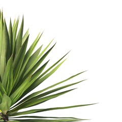 Single agave plant isolated on transparent background. close up agave plant with green leaves PNG. Isolated agave plant on transparent background. cutout Agave cactus plant transparent PNG.