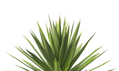 Single agave plant isolated on transparent background. close up agave plant with green leaves PNG. Isolated agave plant on transparent background. cutout Agave cactus plant transparent PNG.