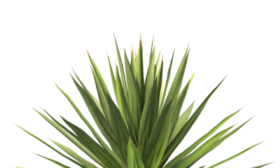Single agave plant isolated on transparent background. close up agave plant with green leaves PNG. Isolated agave plant on transparent background. cutout Agave cactus plant transparent PNG.