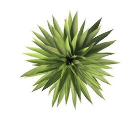 Single agave plant isolated on transparent background. close up agave plant with green leaves PNG. Isolated agave plant on transparent background. cutout Agave cactus plant transparent PNG.