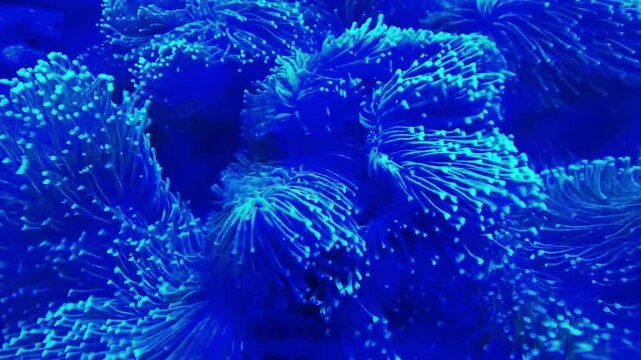 Soft corals on the surface of healthy reefs