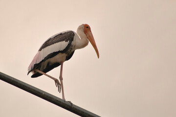 A large stork with long legs, an orange beak, and pink and black feathers perches on a metal pole in the Kuala Lumpur neighborhood against a soft sky background, creating a striking silhouette.
