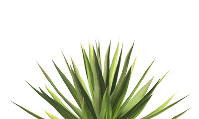 Single agave plant isolated on transparent background. close up agave plant with green leaves PNG....