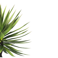 Single agave plant isolated on transparent background. close up agave plant with green leaves PNG. Isolated agave plant on transparent background. cutout Agave cactus plant transparent PNG.