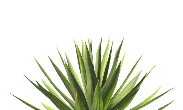Single agave plant isolated on transparent background. close up agave plant with green leaves PNG. Isolated agave plant on transparent background. cutout Agave cactus plant transparent PNG.