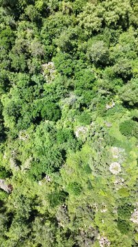 r&iacute;o paran&aacute; con arboles, mucho verde escobar, buenos aires, argentina, 