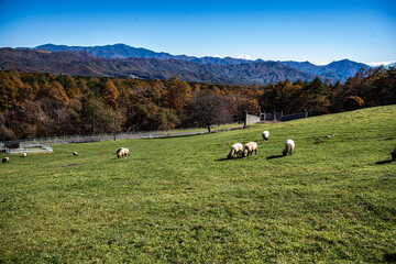 山梨県清里高原「まきば公園」の羊牧場