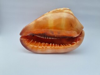 large sea snail shell (Cypraecassis rufa) interior view isolated white background