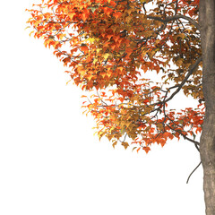 Autumn tree branch PNG. Autumn tree branch isolated on transparent background. Branch of autumn leaves on transparent background. Autumn Tree branch with yellow, orange, Brown leaves. Corner tree.