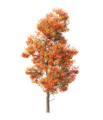 Autumn tree PNG. Autumn tree isolated on transparent background. single autumn tree cutout PNG. big...